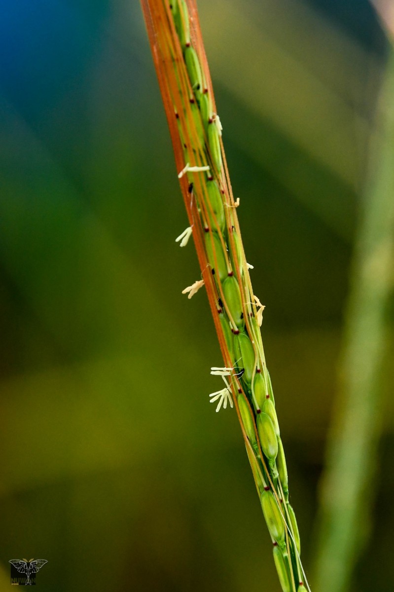 Oryza rufipogon Griff.